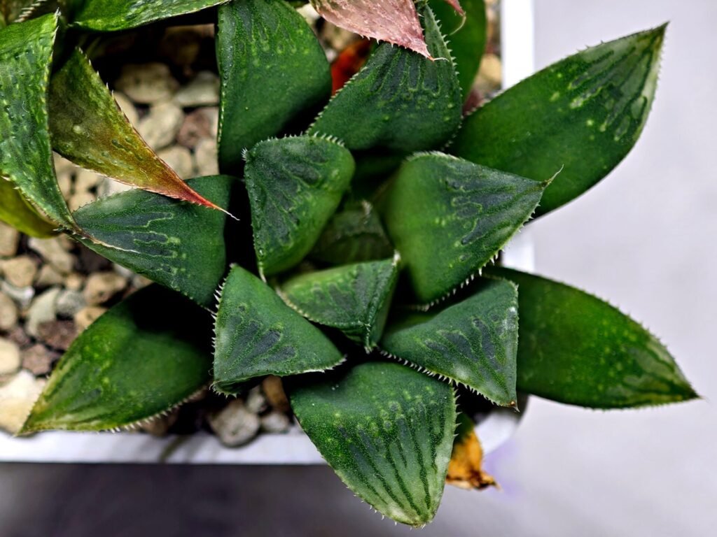 Haworthia MS199 Rouge Rain x RU-1 Variegated - 7