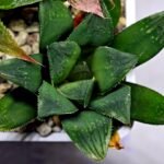 Haworthia MS199 Rouge Rain x RU-1 Variegated - 7