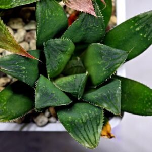 Haworthia MS199 Rouge Rain x RU-1 Variegated - 7