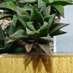 Haworthia MS200 Koibito Splendens Kohaku Obtusa Variegated - 1