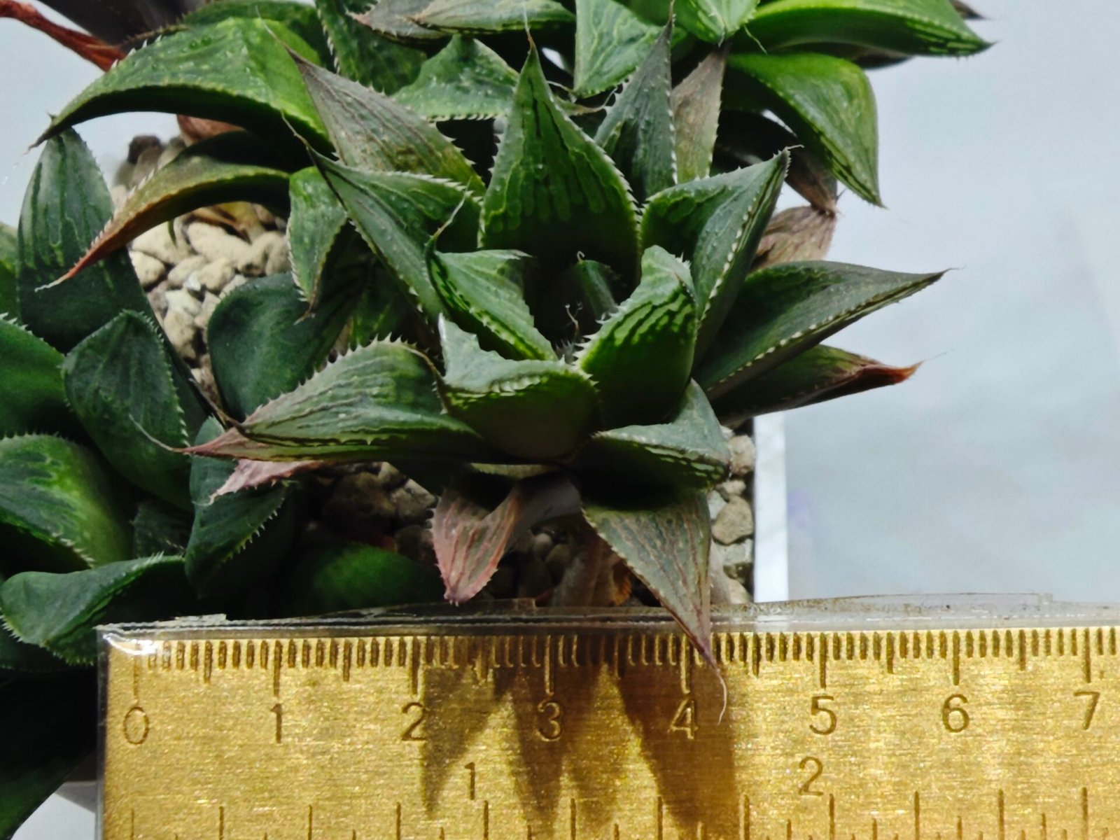 Haworthia MS200 Koibito Splendens Kohaku Obtusa Variegated - 1
