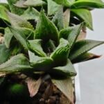 Haworthia MS200 Koibito Splendens Kohaku Obtusa Variegated - 2