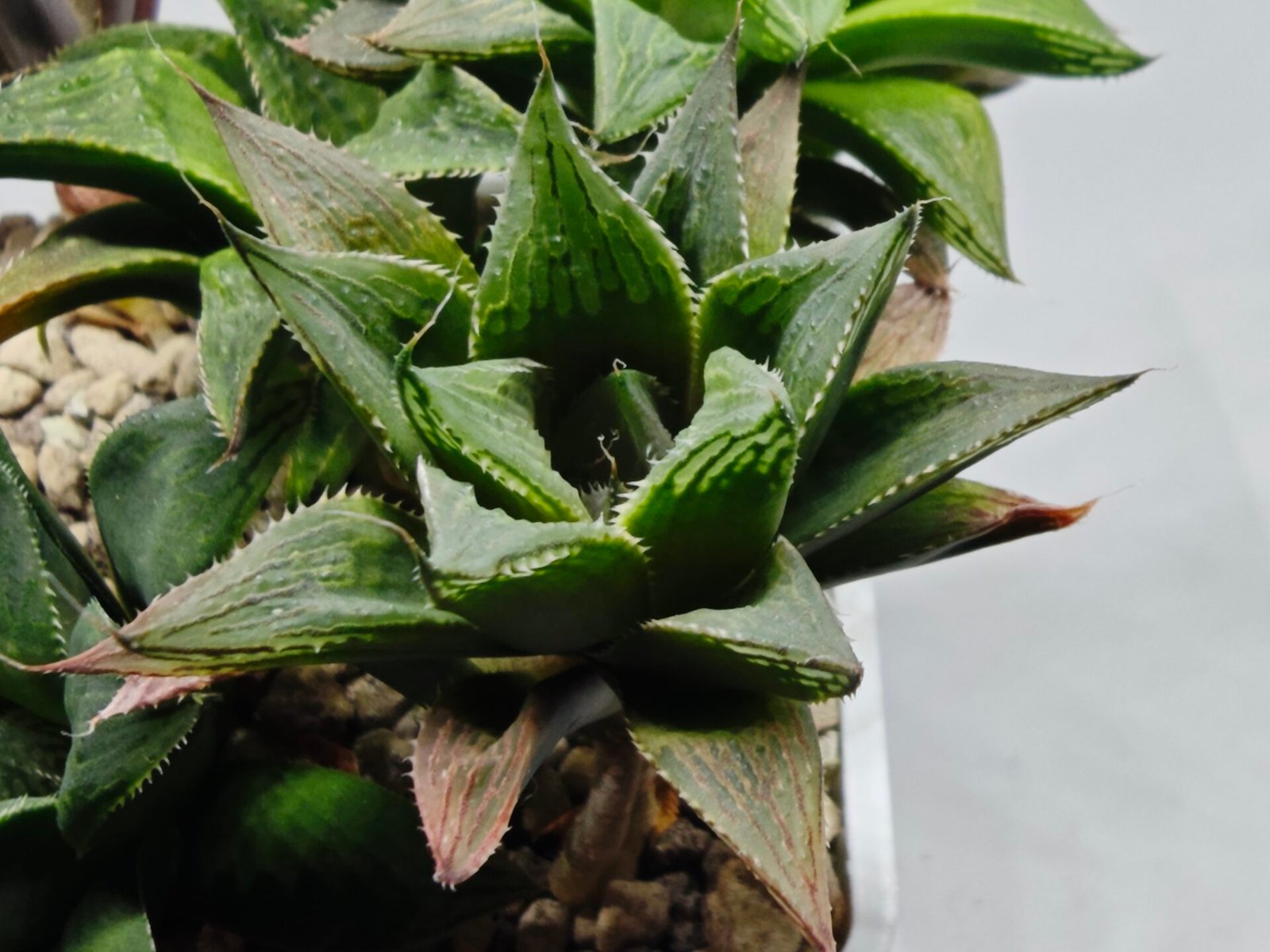 Haworthia MS200 Koibito Splendens Kohaku Obtusa Variegated - 2