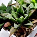 Haworthia MS200 Koibito Splendens Kohaku Obtusa Variegated - 3