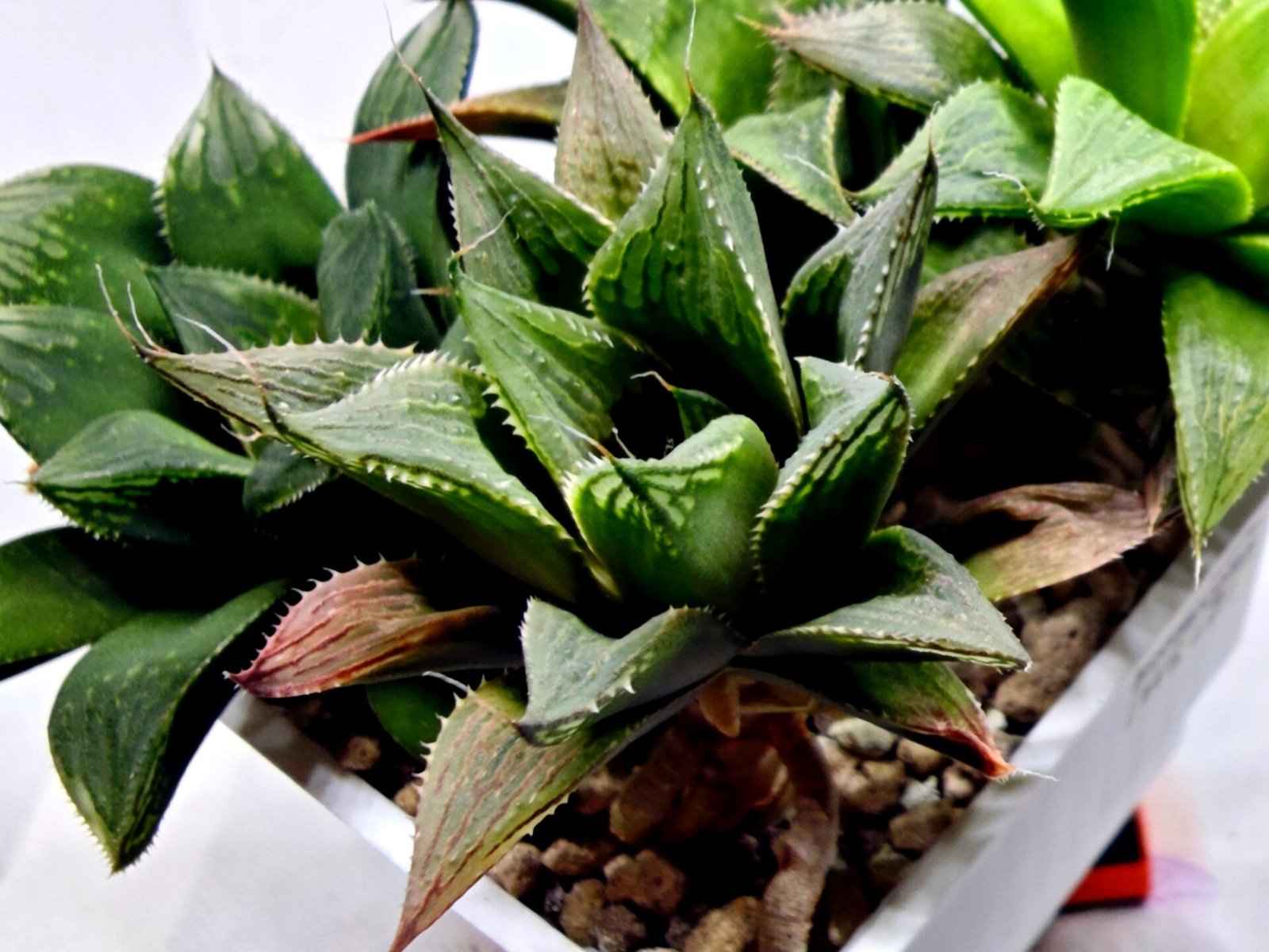 Haworthia MS200 Koibito Splendens Kohaku Obtusa Variegated - 3