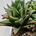 Haworthia MS200 Koibito Splendens Kohaku Obtusa Variegated - 4