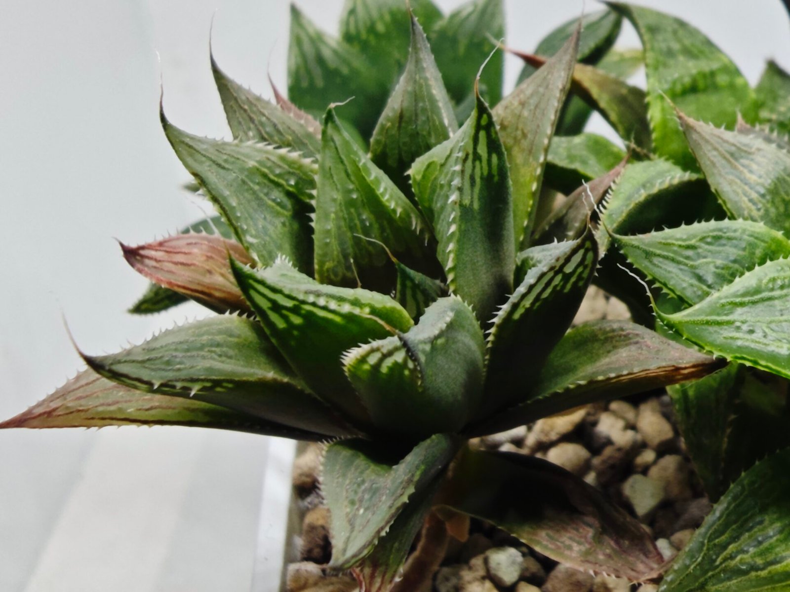 Haworthia MS200 Koibito Splendens Kohaku Obtusa Variegated - 4