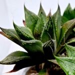 Haworthia MS200 Koibito Splendens Kohaku Obtusa Variegated - 5