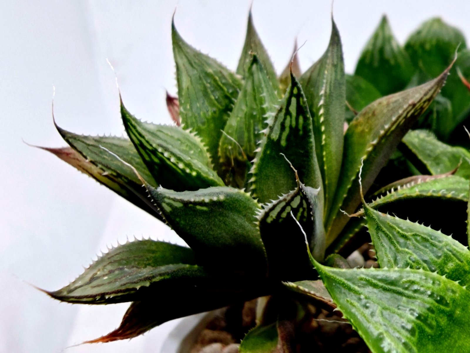 Haworthia MS200 Koibito Splendens Kohaku Obtusa Variegated - 5