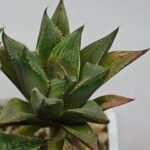 Haworthia MS200 Koibito Splendens Kohaku Obtusa Variegated - 6