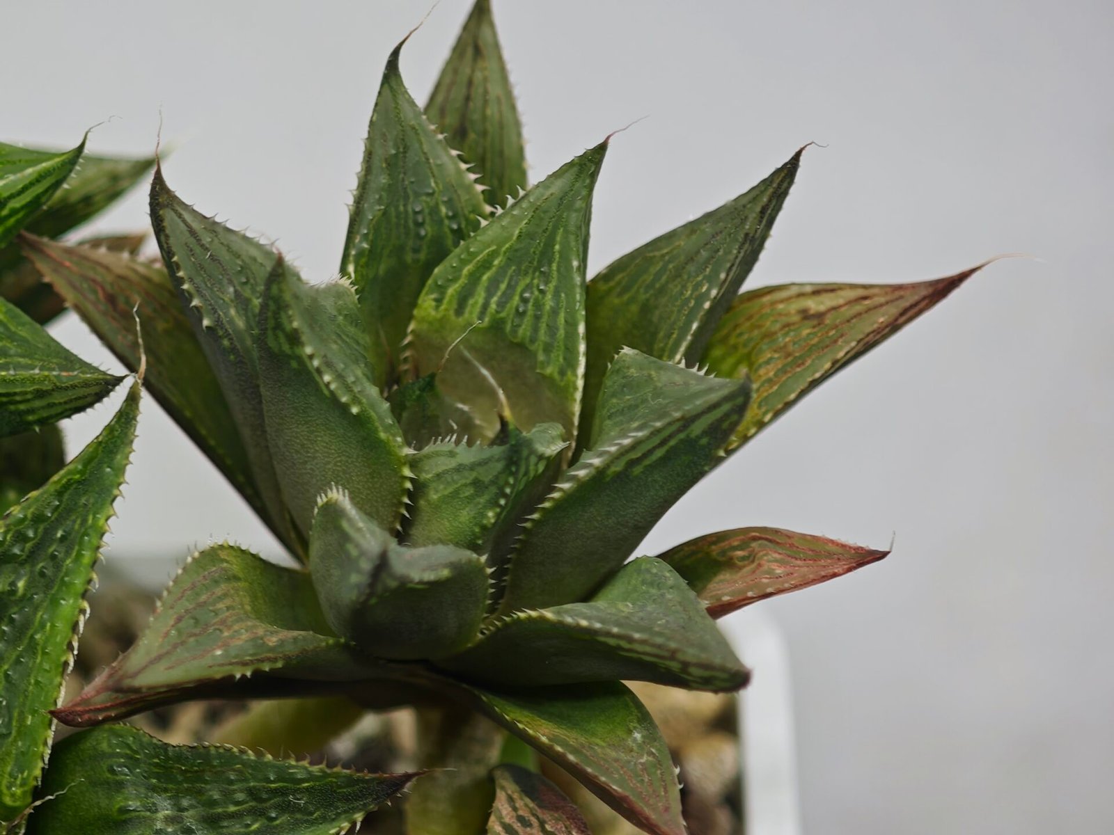 Haworthia MS200 Koibito Splendens Kohaku Obtusa Variegated - 6