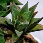 Haworthia MS200 Koibito Splendens Kohaku Obtusa Variegated - 7