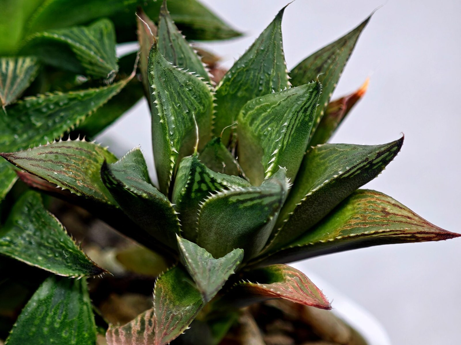 Haworthia MS200 Koibito Splendens Kohaku Obtusa Variegated - 7