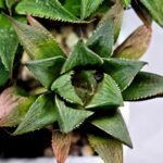 Haworthia MS200 Koibito Splendens Kohaku Obtusa Variegated - 8