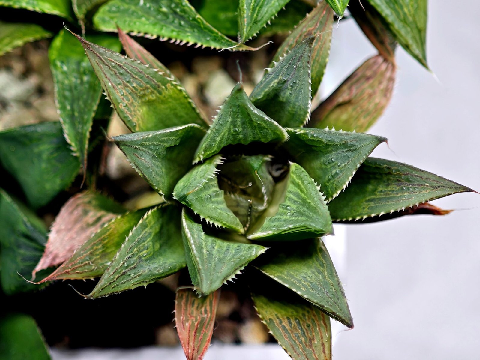 Haworthia MS200 Koibito Splendens Kohaku Obtusa Variegated - 8