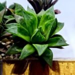 Haworthia MS201 Koibito Splendens Kohaku Obtusa Variegated - 1