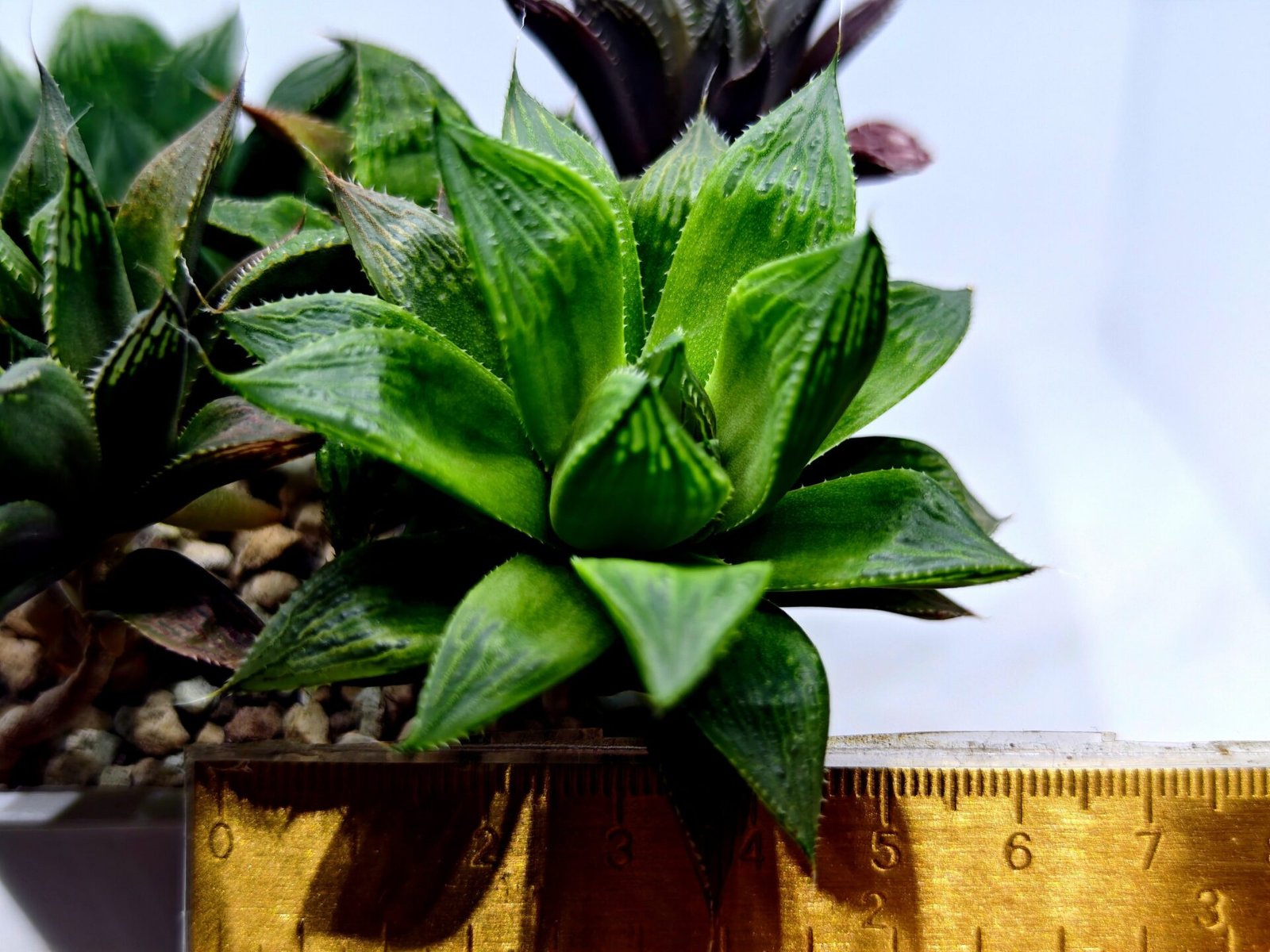 Haworthia MS201 Koibito Splendens Kohaku Obtusa Variegated - 1