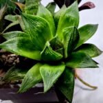 Haworthia MS201 Koibito Splendens Kohaku Obtusa Variegated - 2