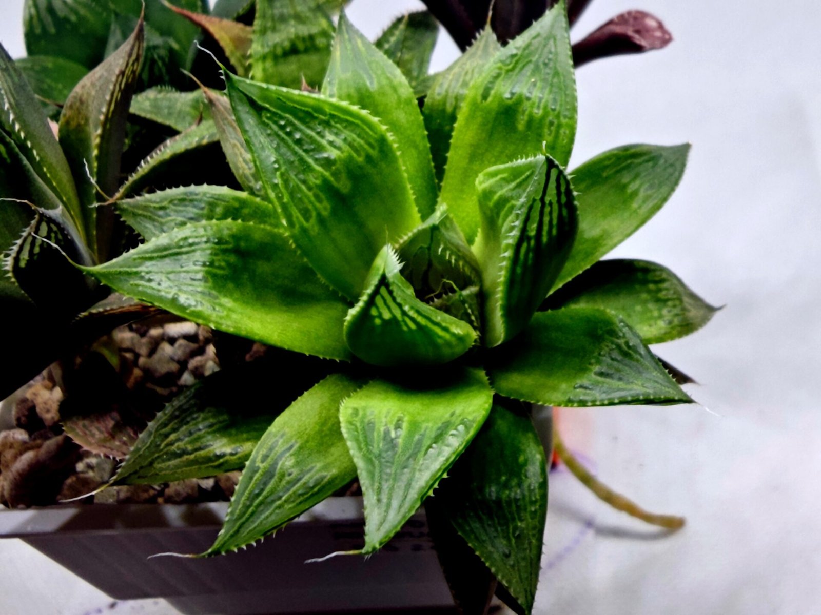 Haworthia MS201 Koibito Splendens Kohaku Obtusa Variegated - 2