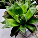 Haworthia MS201 Koibito Splendens Kohaku Obtusa Variegated - 3