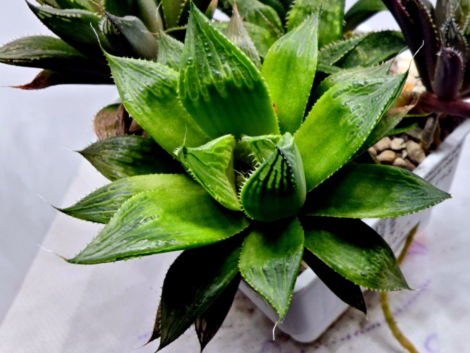 Haworthia MS201 Koibito Splendens Kohaku Obtusa Variegated - 3