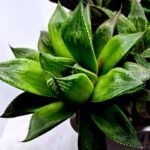 Haworthia MS201 Koibito Splendens Kohaku Obtusa Variegated - 4