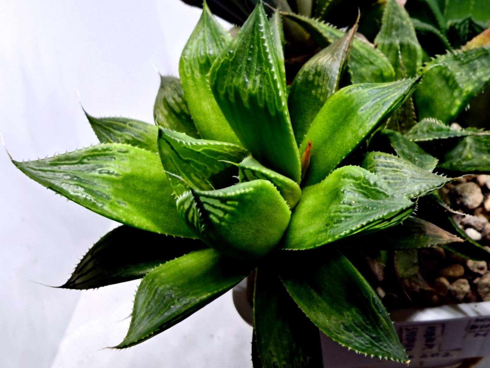 Haworthia MS201 Koibito Splendens Kohaku Obtusa Variegated - 4