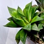 Haworthia MS201 Koibito Splendens Kohaku Obtusa Variegated - 5