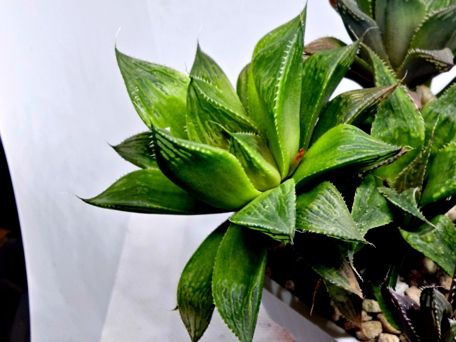 Haworthia MS201 Koibito Splendens Kohaku Obtusa Variegated - 5