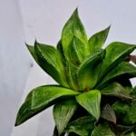 Haworthia MS201 Koibito Splendens Kohaku Obtusa Variegated - 6