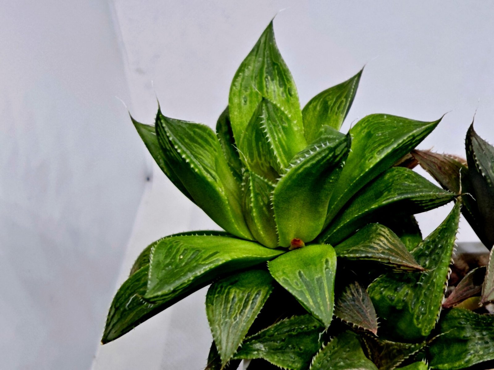 Haworthia MS201 Koibito Splendens Kohaku Obtusa Variegated - 6