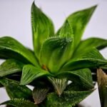 Haworthia MS201 Koibito Splendens Kohaku Obtusa Variegated - 7