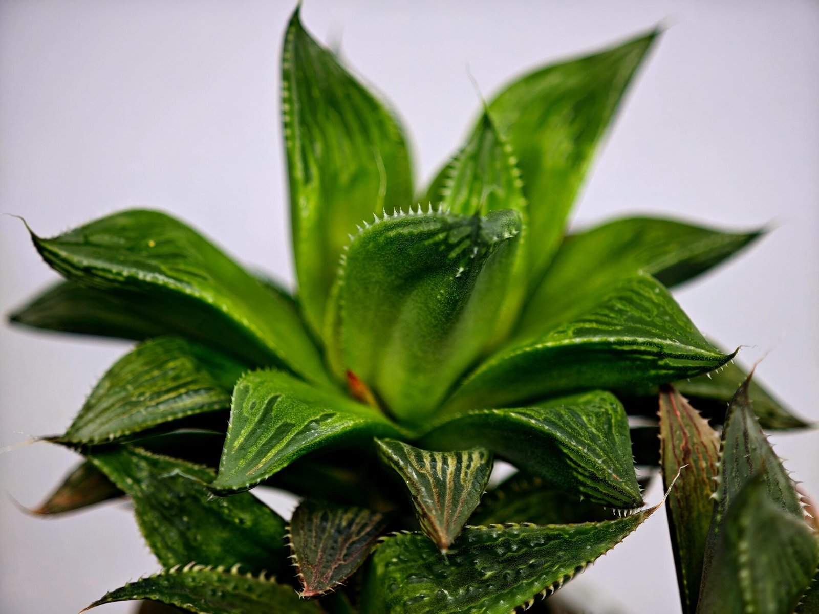Haworthia MS201 Koibito Splendens Kohaku Obtusa Variegated - 7