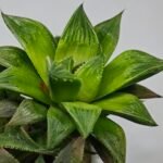 Haworthia MS201 Koibito Splendens Kohaku Obtusa Variegated - 8