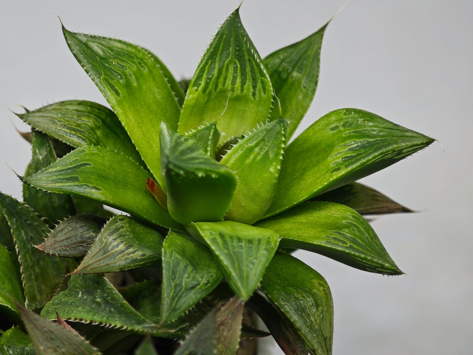 Haworthia MS201 Koibito Splendens Kohaku Obtusa Variegated - 8