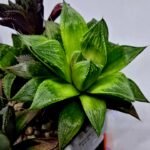 Haworthia MS201 Koibito Splendens Kohaku Obtusa Variegated - 9