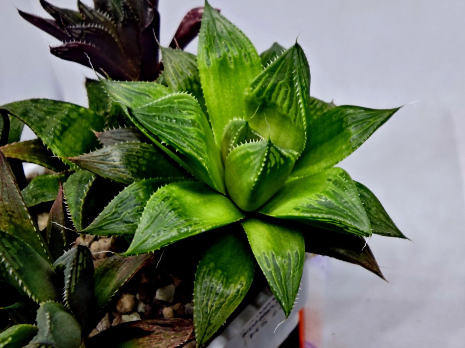 Haworthia MS201 Koibito Splendens Kohaku Obtusa Variegated - 9