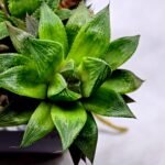 Haworthia MS201 Koibito Splendens Kohaku Obtusa Variegated - 10