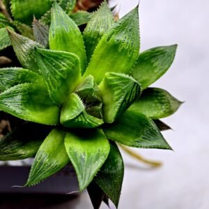 Haworthia MS201 Koibito Splendens Kohaku Obtusa Variegated - 10