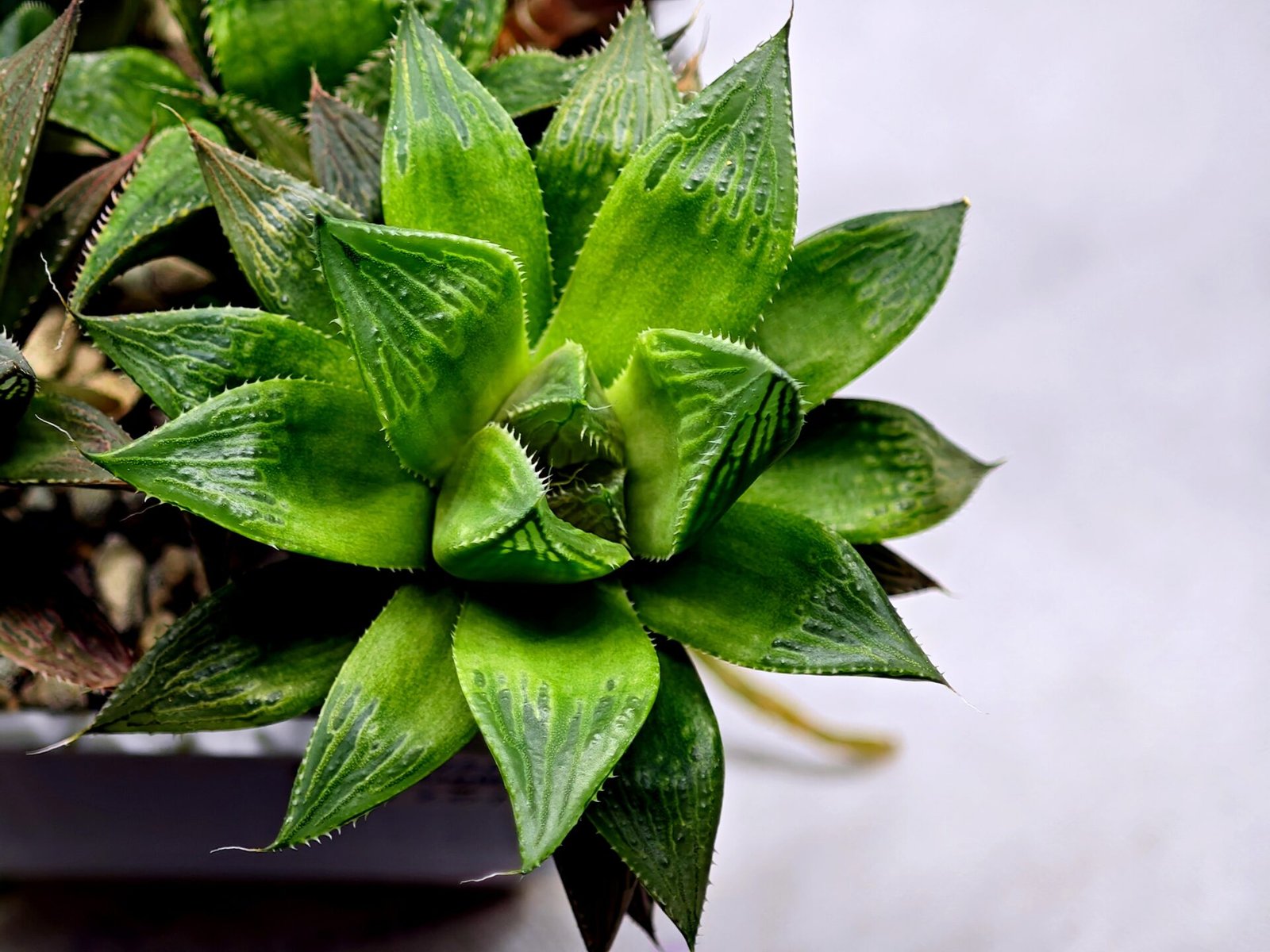 Haworthia MS201 Koibito Splendens Kohaku Obtusa Variegated - 10