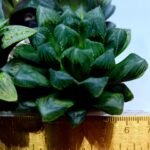 Haworthia MS204 Mirror Ball x Guajigusuku - 1