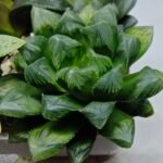 Haworthia MS204 Mirror Ball x Guajigusuku - 2