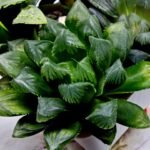 Haworthia MS204 Mirror Ball x Guajigusuku - 3