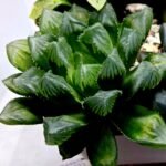 Haworthia MS204 Mirror Ball x Guajigusuku - 4