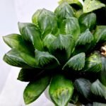 Haworthia MS204 Mirror Ball x Guajigusuku - 5