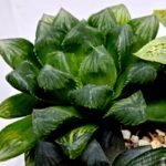Haworthia MS204 Mirror Ball x Guajigusuku - 6