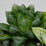 Haworthia MS204 Mirror Ball x Guajigusuku - 7