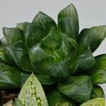 Haworthia MS204 Mirror Ball x Guajigusuku - 8