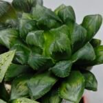 Haworthia MS204 Mirror Ball x Guajigusuku - 9