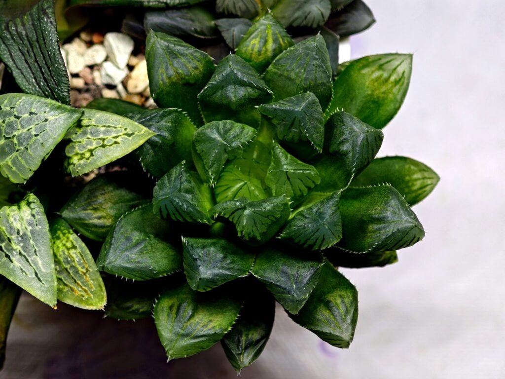 Haworthia MS204 Mirror Ball x Guajigusuku - 10